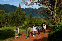 Gorilla trekking