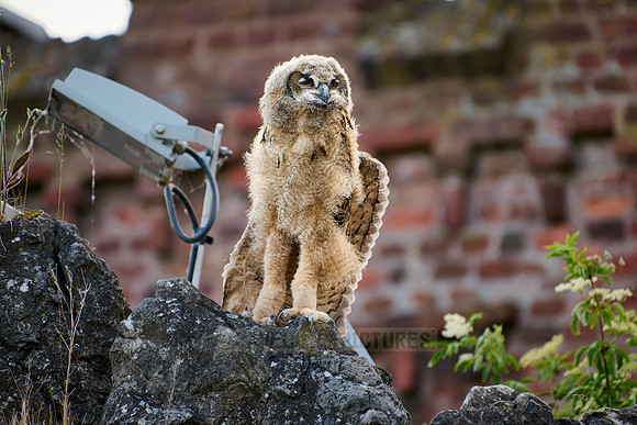 Eurasian eagle-owl (Bubo bubo), youngster on a rock