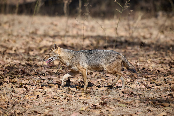 Indian golden jackal or common jackal (Canis aureus)