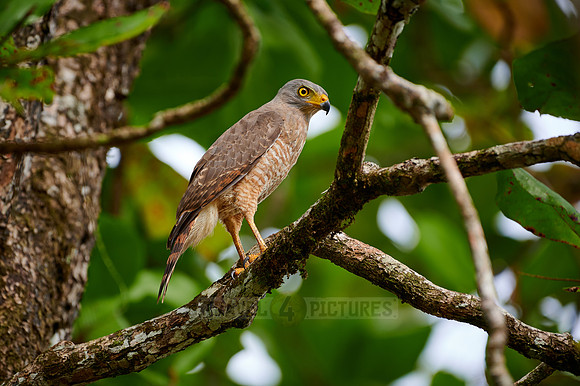 roadside hawk (Rupornis magnirostris)