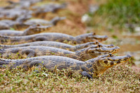 huge group yacare caiman