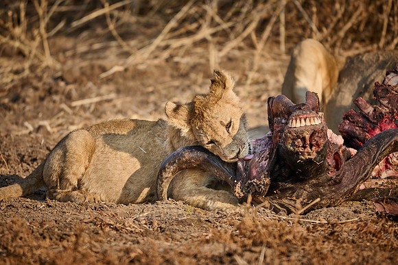 lion cub (Panthera leo) at buffalo kill