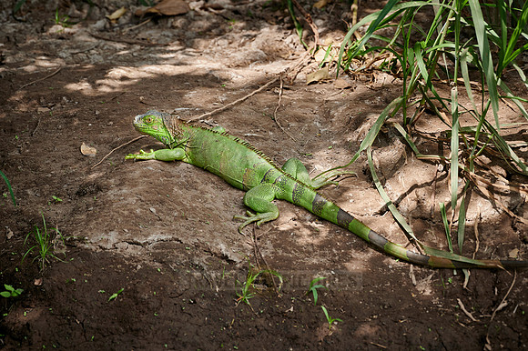 green iguana (Iguana iguana)