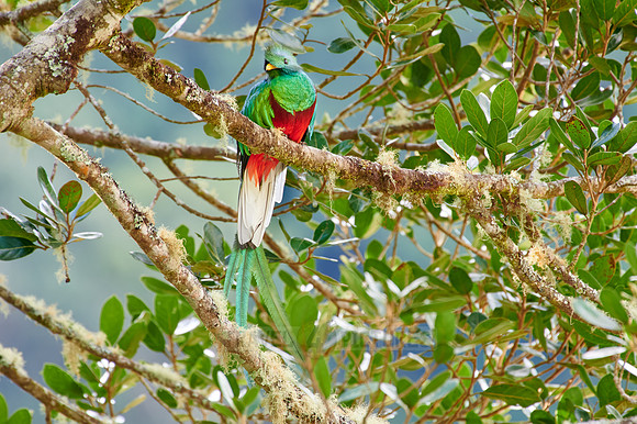 brightly colorful male Resplendent quetzal on a wild avocado tree