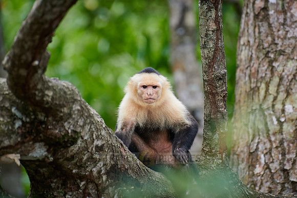 Panamanian white-faced capuchin (Cebus imitator)