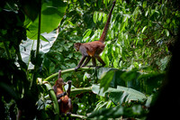 ornate spider monkey (Ateles geoffroyi ornatus)