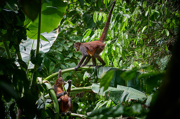 ornate spider monkey (Ateles geoffroyi ornatus)