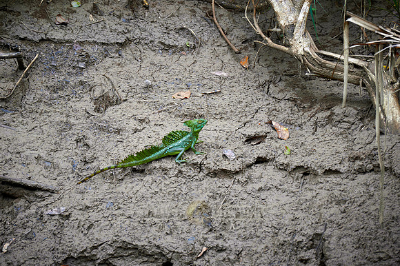 plumed basilisk (Basiliscus plumifrons)