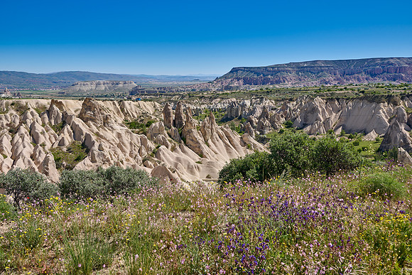 landscape with wild flowers of love valley near Göreme