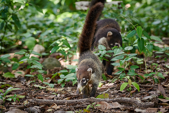 young White-nosed Coati, Nasua narica