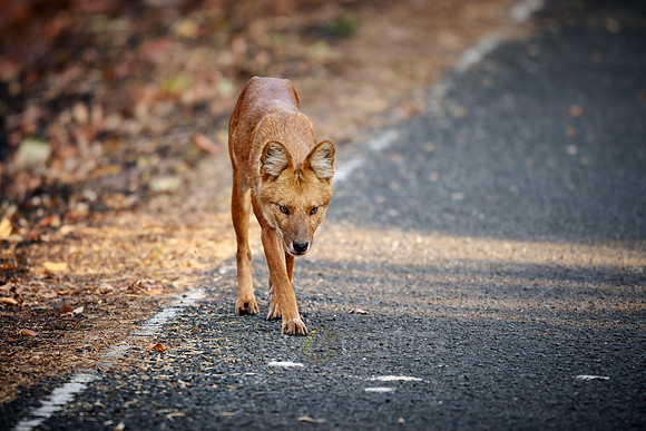dhole (Cuon alpinus) or indian wild dog