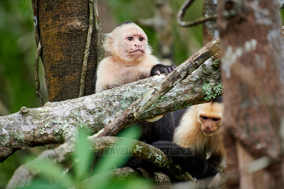 Panamanian white-faced capuchin (Cebus imitator)