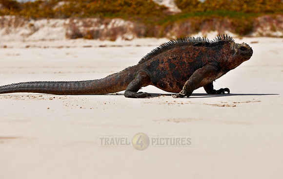 Marine Iguana, Amblyrhynchus cristatus