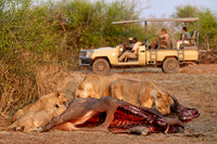 tourists in a safari car watching a pride of lioness (Panthera leo) at buffalo kill