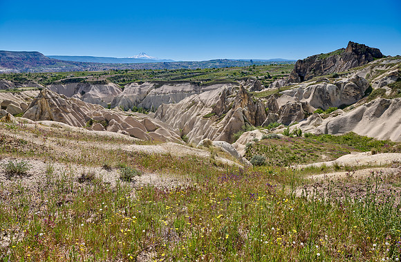 landscape with wild flowers of love valley near Göreme