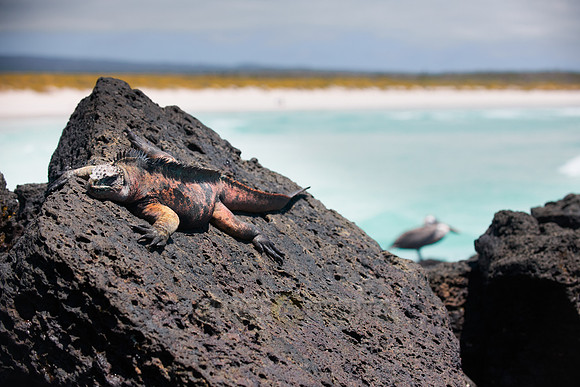Marine Iguana, Amblyrhynchus cristatus