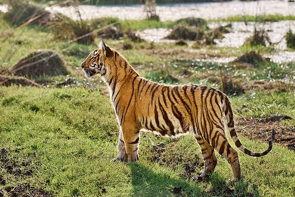 Bengal tiger cub (Panthera tigris tigris)
