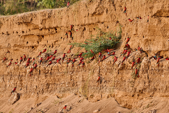 Kolonie Karminspinte (Merops nubicus) |southern carmine bee-eater (Merops nubicoides)|