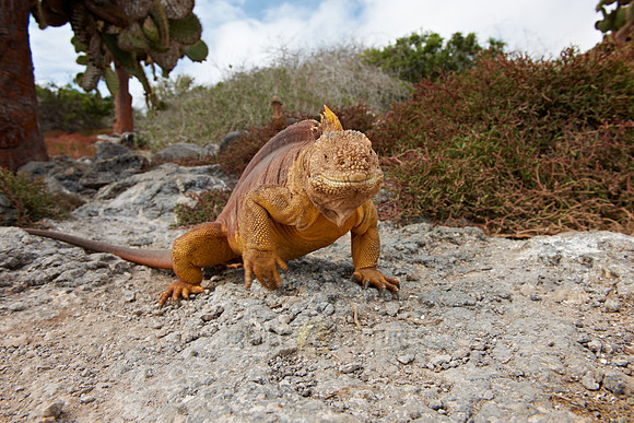 Galapagos Land Iguana