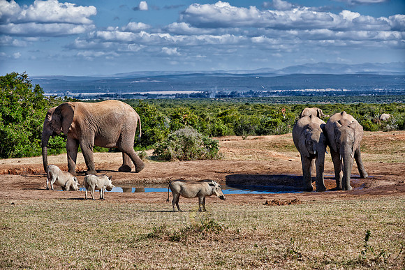 elephants and warthogs
