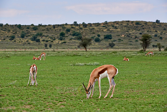 Springbok, Antidorcas marsupialis