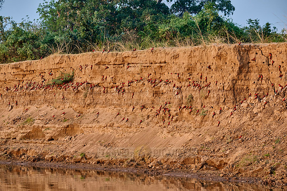 Kolonie Karminspinte (Merops nubicus) |southern carmine bee-eater (Merops nubicoides)|