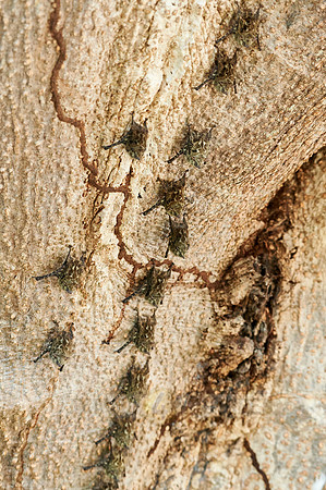 Proboscis bats or long-nosed bats (Rhynchonycteris naso)