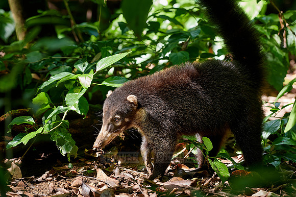 White-nosed Coati, Nasua narica