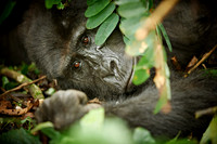 sleepimg mountain gorilla [Gorilla beringei beringei]