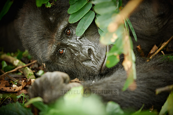 sleepimg mountain gorilla [Gorilla beringei beringei]