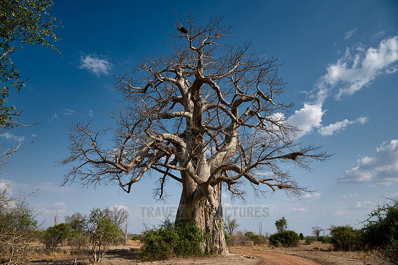 African baobab, Adansonia digitata