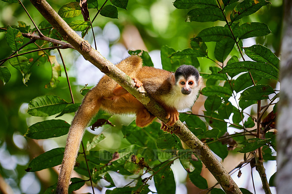 Central American squirrel monkey or red-backed squirrel monkey