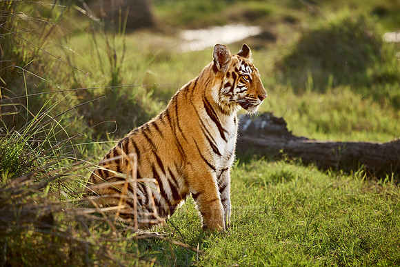 Bengal tiger cub (Panthera tigris tigris)