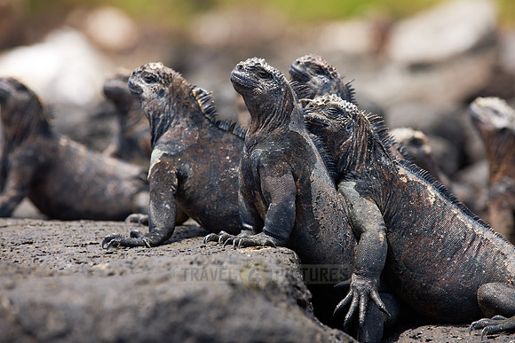 Marine Iguana, Amblyrhynchus cristatus