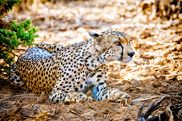 male cheetah, Acinonyx jubatus