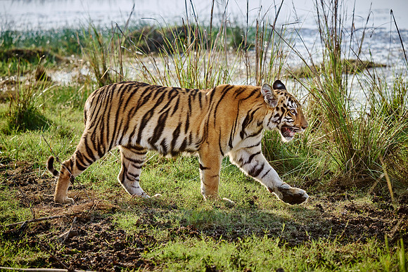 Bengal tiger cub (Panthera tigris tigris)
