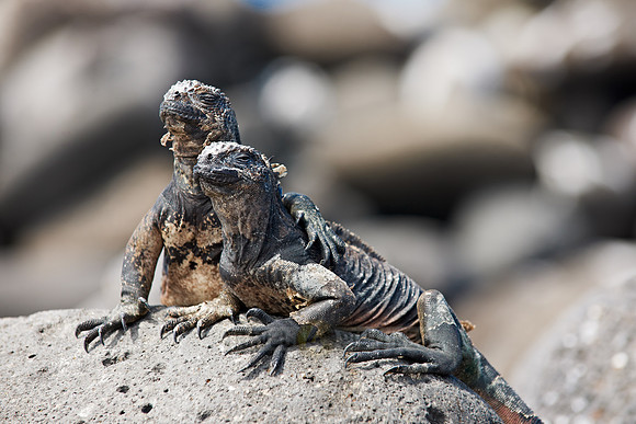 Marine Iguana, Amblyrhynchus cristatus