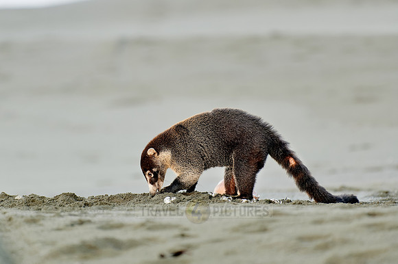 White-nosed Coati plunders nest with turtle eggs