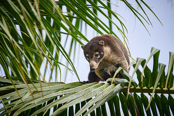 White-nosed Coati, Nasua narica