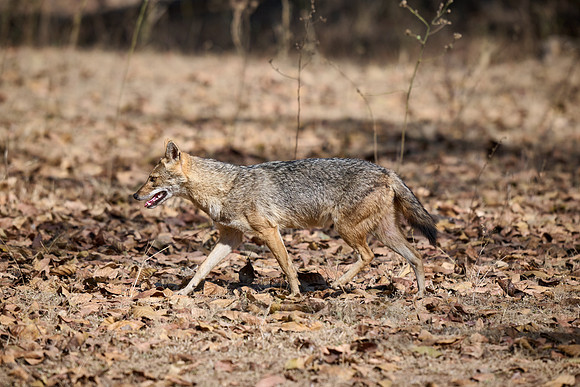 Indian golden jackal or common jackal (Canis aureus)
