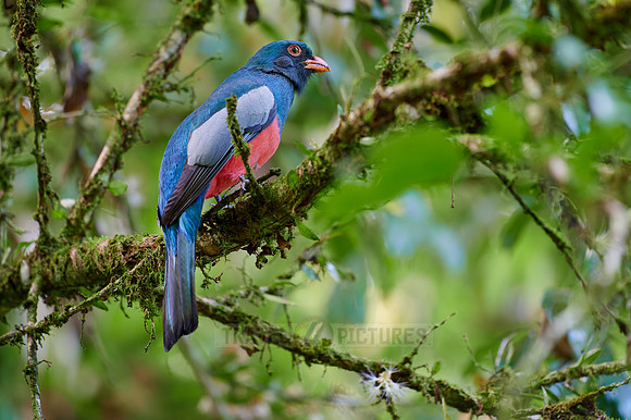 Slaty-tailed trogon (Trogon massena)