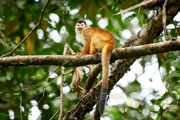 Central American squirrel monkey or red-backed squirrel monkey