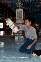 Jumping Cat in Nga Phe Kyaung Monastery