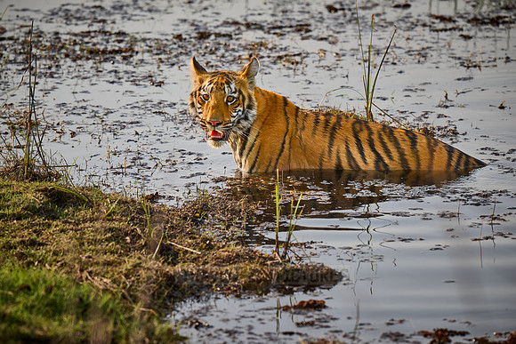 Bengal tiger cub inside a lake (Panthera tigris tigris)