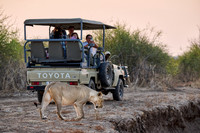 lioness (Panthera leo) passing safari car