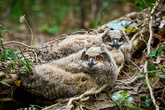 two Eurasian eagle-owl fledgling