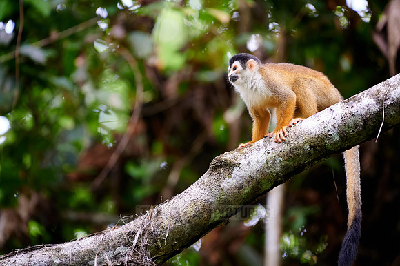 Central American squirrel monkey or red-backed squirrel monkey