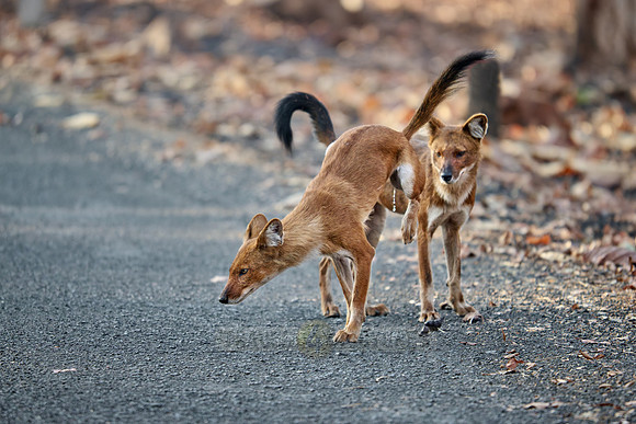 pack of dhole (Cuon alpinus) or indian wild dog