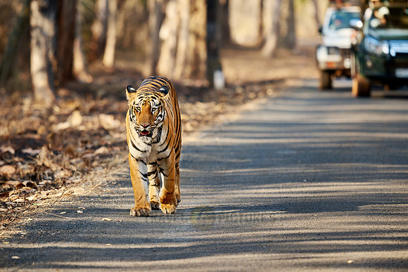 Bengal tiger (Panthera tigris tigris) walking in front of safari cars