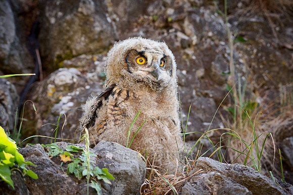 Eurasian eagle-owl (Bubo bubo), youngster on a rock